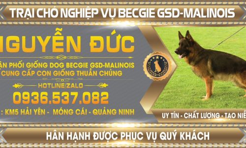 “Anh Nguyễn Đức – Chuyên gia phối giống và cung cấp chó giống thuần chủng Becgie và Malinois tại Quảng Ninh: Uy tín và chất lượng hàng đầu”