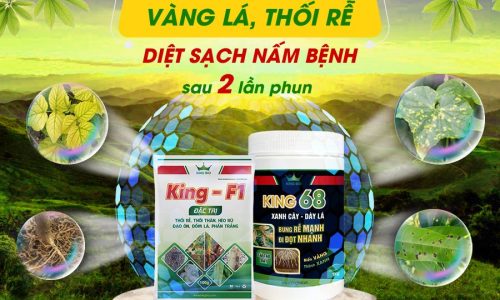 “Tập Đoàn KingBio World: Đối Tác Tin Cậy Cho Nền Nông Nghiệp Sinh Học Bền Vững”